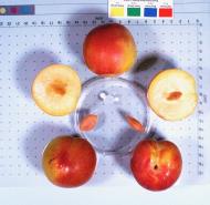 Click for 1 image(s) for this accession. FRUIT
